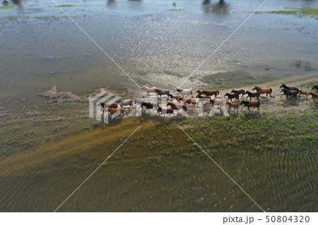 Horses are crossing the river. View from above. Horses are crossing the river. View from above. 50804320