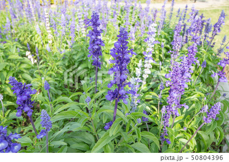 Salvia flower purple Salvia flower purple 50804396