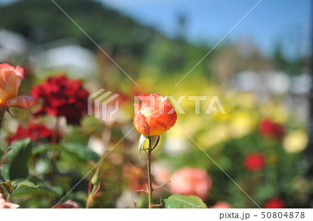 バラ バラの花 花 50804878