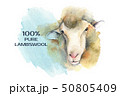 Sheep. Poster farm animals watercolor. 50805409