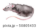 Wild rat. Mouse Chinese new year. Watercolor illustration. 50805433