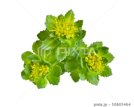 Rhodiola rosea or golden root, rose root, 50805464