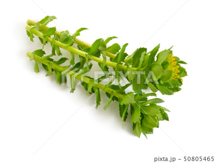 Rhodiola rosea or golden root, rose root, 50805465