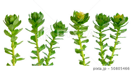 Rhodiola rosea or golden root, rose root, 50805466