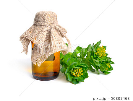 Rhodiola rosea or golden root, rose root, 50805468