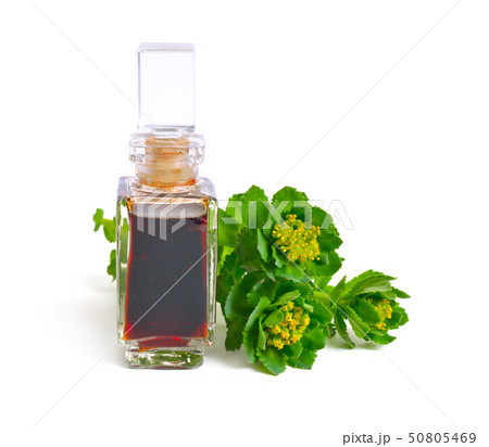 Rhodiola rosea or golden root, rose root, 50805469