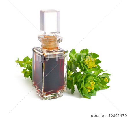 Rhodiola rosea or golden root, rose root, 50805470