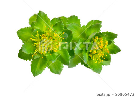 Rhodiola rosea or golden root, rose root, Rhodiola rosea or golden root, rose root, 50805472