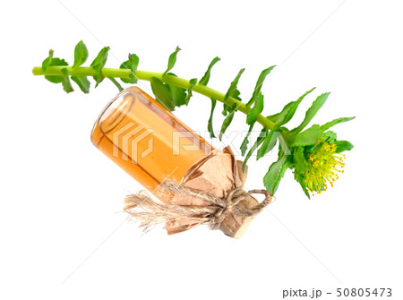 Rhodiola rosea or golden root, rose root, 50805473