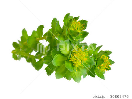 Rhodiola rosea or golden root, rose root, Rhodiola rosea or golden root, rose root, 50805476