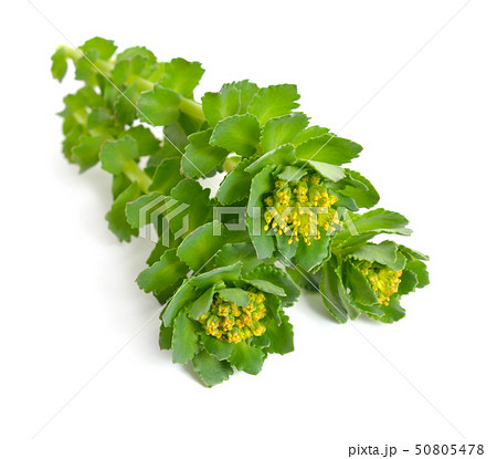 Rhodiola rosea or golden root, rose root, 50805478