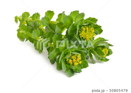 Rhodiola rosea or golden root, rose root, 50805479