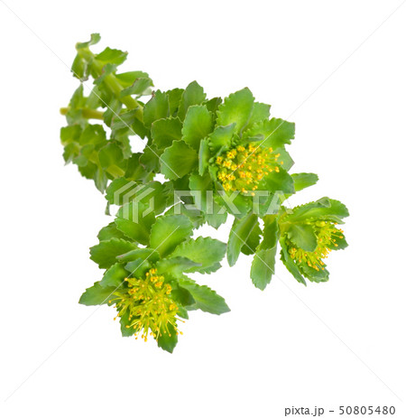Rhodiola rosea or golden root, rose root, 50805480
