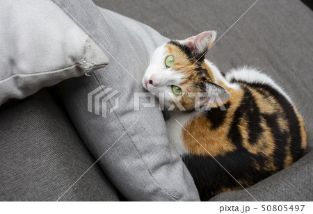 Cat lying on the sofa beautiful green eyes, pets portrait close-up 50805497