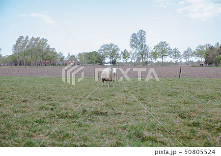 Sheep in a meadow field looking at the camera, farm 50805524