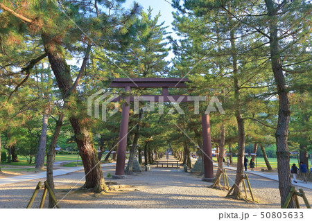 【島根県】出雲大社　松の参道 50805633