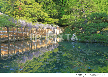 【島根県】出雲大社 神楽殿の池 【島根県】出雲大社 神楽殿の池 50805657