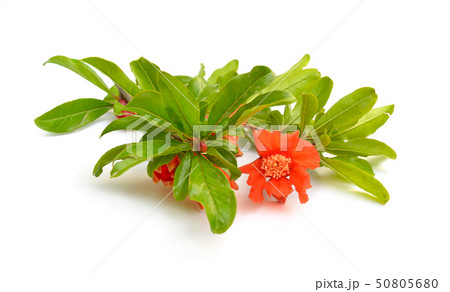 Flowers of Pumeca granatum or pomegranate isolated 50805680