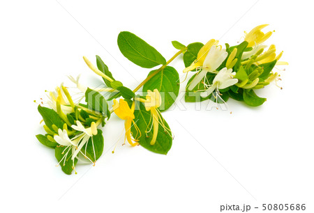 Lonicera japonica, known as Japanese honeysuckle 50805686