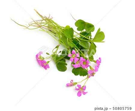 Pink Oxalis corymbosa, wood-sorrel. Isolated on 50805759