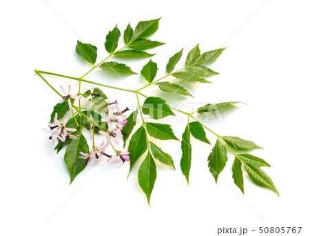 Melia azedarach, chinaberry tree, Pride of India, 50805767