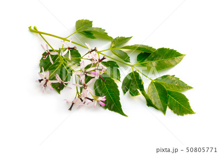 Melia azedarach, chinaberry tree, Pride of India, 50805771