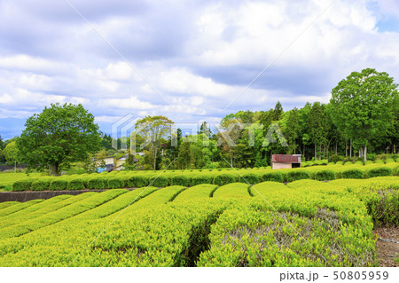 大熊笹場（初夏） 50805959