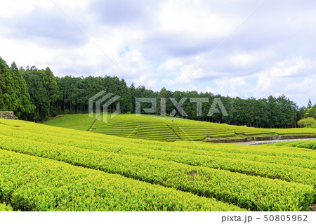 大熊笹場（初夏） 50805962