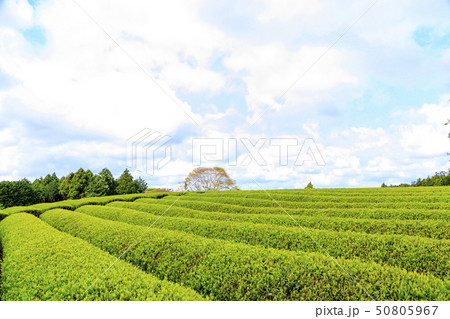 大熊笹場(初夏) 大熊笹場(初夏) 50805967