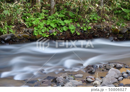 春の北海道森町鳥崎八景で鳥崎川の渓流の風景を撮影 春の北海道森町鳥崎八景で鳥崎川の渓流の風景を撮影 50806027