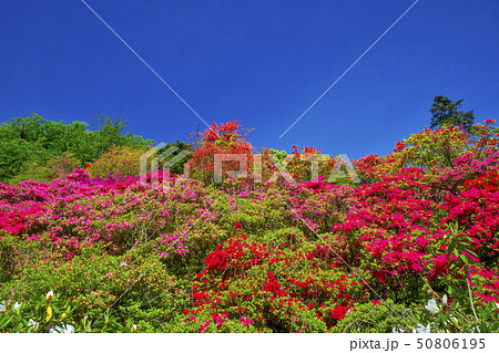 五大尊つつじ公園のつつじの花 50806195