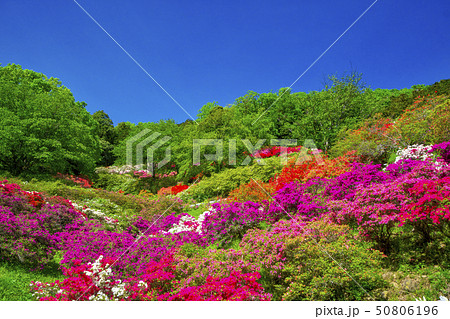 五大尊つつじ公園のつつじの花 50806196