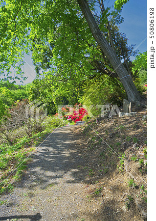 五大尊つつじ公園 50806198