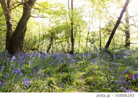 ブルーベル　森　イギリス 50806283