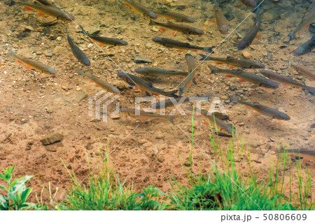 trout on the bottom of the lake trout on the bottom of the lake 50806609