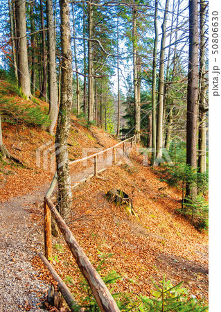 footpath through autumn forest in late autumn footpath through autumn forest in late autumn 50806630