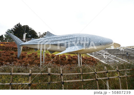 のとじま水族館(石川県) のとじま水族館(石川県) 50807239