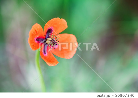 Single poppy flower with poppy field background Single poppy flower with poppy field background 50807340