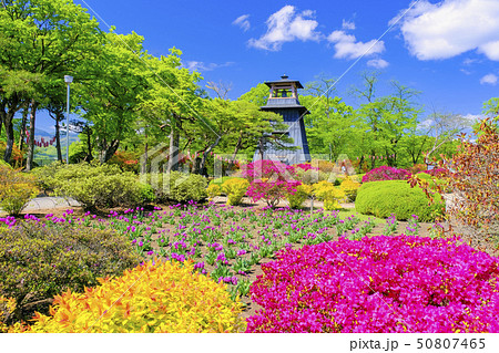 ツツジ咲く沼田城址公園の写真素材