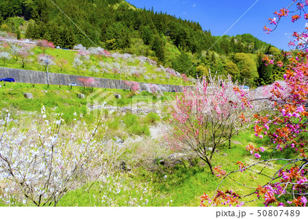花桃の里３ 50807489