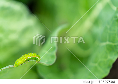 キャベツ 青虫の写真素材