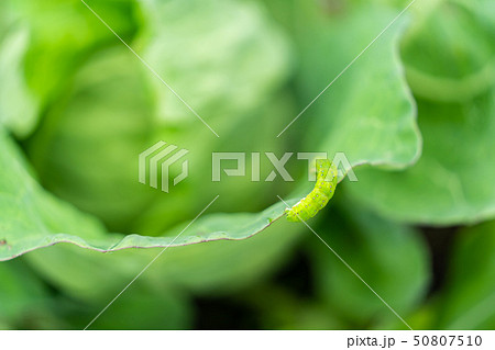 キャベツ　青虫 50807510