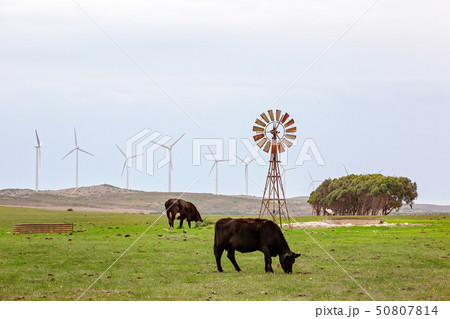 Cattle Grazing Beside Old And New Wind Devices 50807814