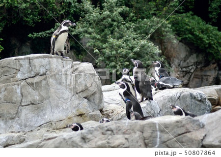 フンボルトペンギン 50807864