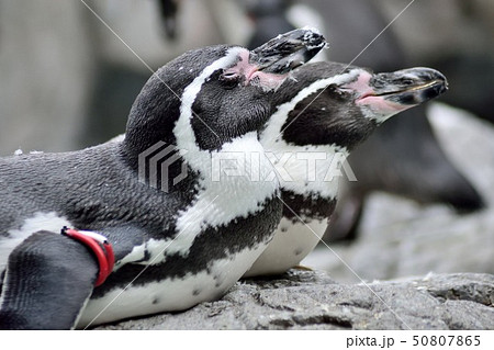 換毛期のフンボルトペンギン 換毛期のフンボルトペンギン 50807865
