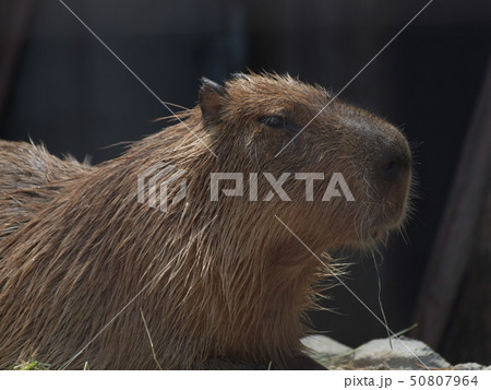 カピバラ カピバラ 50807964