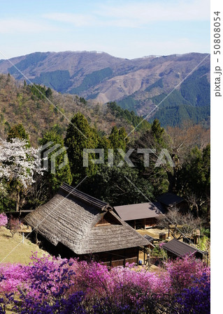 4月　檜原村49小林家住宅とﾐﾂﾊﾞﾂﾂｼﾞ･山岳民家 50808054