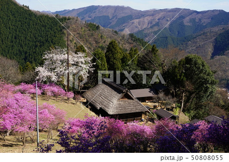 4月 檜原村48小林家住宅とミツバツツジ・山岳民家 4月 檜原村48小林家住宅とミツバツツジ・山岳民家 50808055