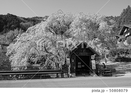 4月　檜原村24しだれ桜と人里ﾊﾞｽ停・モノクロ 50808079