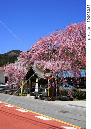 4月 檜原村18しだれ桜と人里ﾊﾞｽ停の写真素材